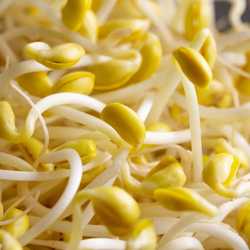 yellow bean sprout        <h3 class=